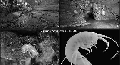  Zonguldak'ta yeni bir canlı türü keşfedildi