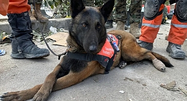 Arama Kurtarma Köpeklerinin Eğitimi Hakkında?