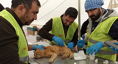 Deprem bölgesinde 300’den fazla hayvan tedavi edildi