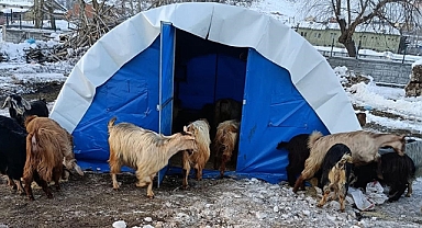 Deprem Bölgesinde Büyükbaş Hayvanlar İçin 500 TL, Küçükbaş İçin 50 TL Yem Desteği Verilecek