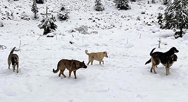 Deprem Bölgesindeki Sokak Hayvanları İçin 50 Ton Mama Desteği
