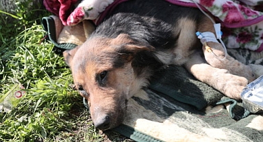 Depremde Kurtarılan Can Dostlarımız