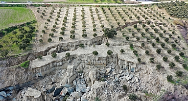 Depremde Oluşan Yarık Zeytinliği İkiye Böldü