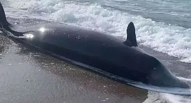 Depremden etkilenen balinaların cesetleri sahillere vurdu