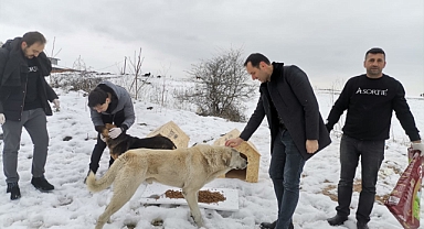 Depremden Etkilenen Hayvanlar İçin Kolları Sıvadı