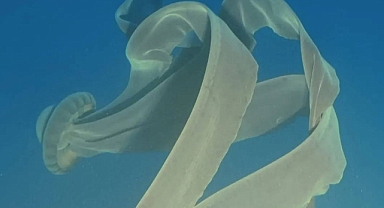 Dev Hayalet Denizanası Antarktika Sularında Görüntülendi