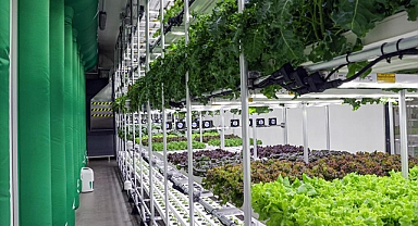 Dikey tarım yüksek su tasarrufu ve minimum karbon salımı sağlıyor