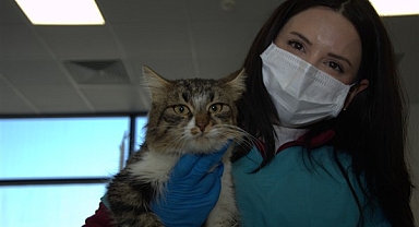 Enkazdan kurtarılan hayvanlar İzmir’e getirildi