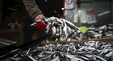 Hamsi Balığına Av Yasağı Geldi