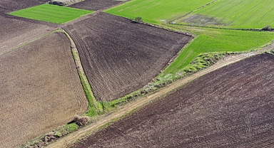 İklim değişikliği ve kuraklık bitkileri strese sokuyor