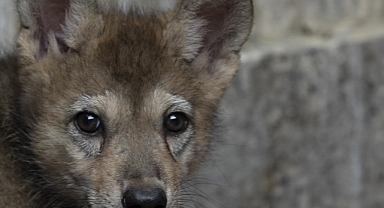 İstanbul çevresinde kurt yaşaması büyük önem taşıyor