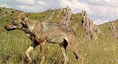 İstanbul çevresinde yaban hayvanlarının yaşaması ekolojik denge için önemli