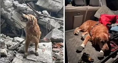  Killian isimli köpek 17 kişinin kurtarılmasını sağladı 