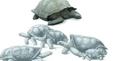 Madagaskar’da 1.000 Yıl Önce Dev Kaplumbağa Yaşıyordu
