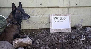 Meksika'nın Arama Kurtarma Köpeği Proteo'ya Hüzünlü Veda