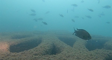 Mersin'de yapay resifler deniz canlılığını artırıyor