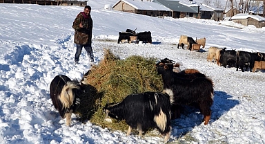 Muş'ta besiciler hayvanlarını besleyebilmek için kar örtüsünü eziyor