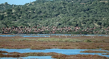 Son 50 yılda dünyadaki sulak alanların yüzde 35'i yok oldu