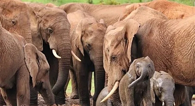 Sosyal Memeliler Daha Uzun Yaşıyor