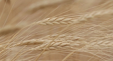 TMO, buğday ve ayçiçek yağı ithalatı için ihale açtı