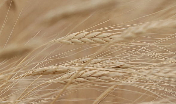 TMO, buğday ve ayçiçek yağı ithalatı için ihale açtı