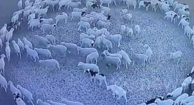 12 gün boyunca aralıksız dönen koyunların gizemi nedir?