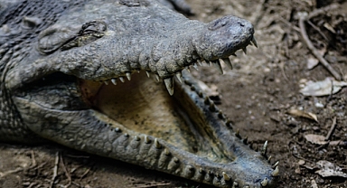 Afrika'nın ikinci büyük timsah yaşam alanı Kamnarok Gölü kurudu