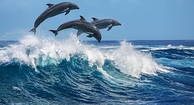 Amerikan Ordusu Uzun Süredir Askeri Görevler İçin Yunusları Kullanıyor