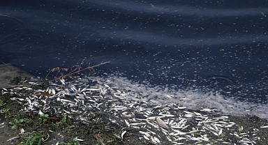 Aydın'daki Çine Çayı'nda toplu balık ölümleri