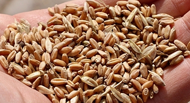 Az yağışla kısa sürede verim elde edilen 