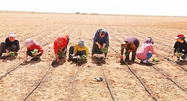 Başkan Altay: “Bu yıl 115 bin fidanı çiftçilerimizle buluşturacağız”