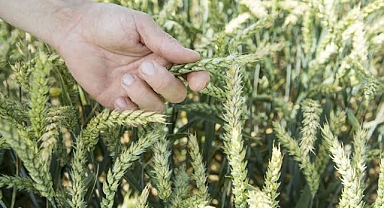 Bayer, Tohumdan Hasada Sürdürülebilir Buğday Üretimine Destek Oluyor