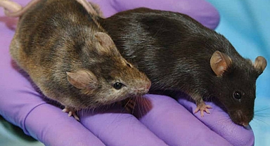 Bilim İnsanları İki Erkek Fareden Yavru Üretmeyi Başardı