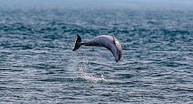 BM ülkeleri, açık denizlerde biyolojik çeşitliliğin korunması konusunda anlaştı