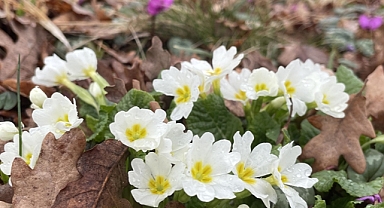Bolu'da hava sıcaklığının mevsim normallerinin üzerinde seyretmesi nedeniyle çiçekler açtı.
