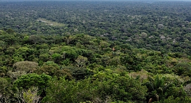 Brezilya Amazonları'nda şubat ayında