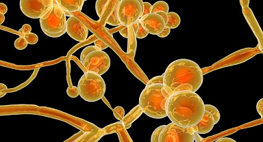 Candida auris: ABD'de hastanelerde hızla yayılan ilaca dirençli mantar