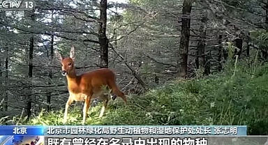 Çin'de 'Dünya Yaban Hayatı Günü'