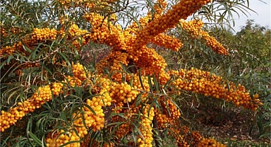 Çin'de ve Antik Yunan'da ilaç olarak kullanılıyor: Doğadaki tek Omega 7 kaynağı