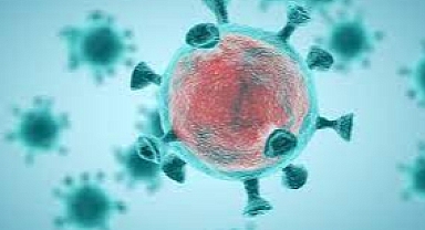 Covid-19’un kaynağıyla ilgili yeni araştırma: Laboratuvar sızıntısı değil rakun köpekleri 