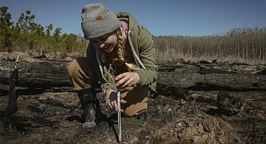 Daha hızlı büyüyen, genetiği değiştirilmiş ağaçlar