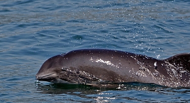 Deniz sağlığının gösterge türleri yunuslar ve balinalar çoklu baskı altında