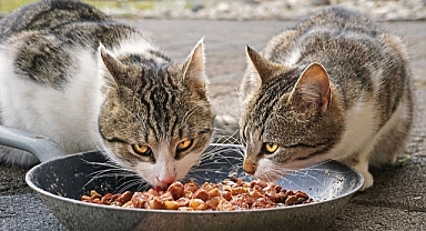 Depremden etkilenen Hatay'da 