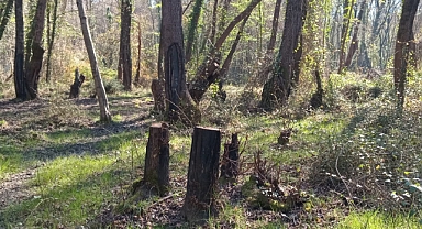 DEPREMİ FIRSAT BİLİP AĞAÇLARI KESTİLER, ZEYTİNLERİ SÖKTÜLER