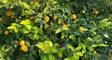 Depremzede Kadın Kooparatiflerine Limon Destek Kampanyası