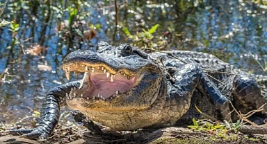 Dev Timsah Caddede Tesadüfen Gezinirken Göründü