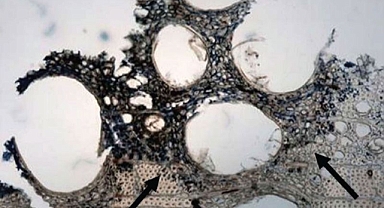 Devasa viking gemisi, ilginç ritüelleri