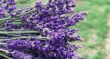  Doğa Harikası Bitki: Lavanta Yağının Bilime Göre 11 Faydası