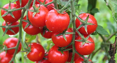 Domates ihracatına getirilen yasak hem ihracata hem üreticiye zarar verecek