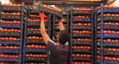 Domatesteki ihracat kısıtlaması kaldırıldı